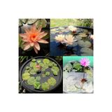 Erva Peysaj 15 Adet Tohum Nadir Bulunan Karışık Renkli Kase Lotus Çiçeği Tohumu Taze Hasat Tohum Kase Lotus