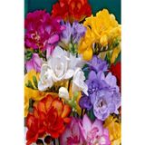 ERVA PEYSAJ 50 Adet Karışık Frezya ( Freesia Bulbs ) Çiçeği Soğanı Katmerli Mis Kokulu