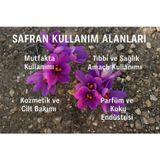 Erva Peysaj Crocus Safran Çiçek Soğanı Mor Renk 10 Adet