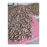 ERVA PEYSAJ Özel Dikime Hazır Yerli Üretim Büyük Boy 1. Kalite Safranbolu Safran Bitkisi Soğanı 100 Adet 0865623012078
