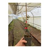 ERVA PEYSAJ Tüplü Ispanyol Bodur Arbequina Zeytin Fidanı 5 Adet 15 40 Cm Arası 1577451126521