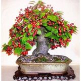 Erva Tohum Bodur Kiraz Bonzai Ağacı Tohumu 3Lü Bonsai Ağacı Tohumu