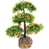 Erva Tohum Erik Bonzai Ağacı Tohumu 2Li Bonsai Tohumu