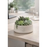 ESG PLUS Cookie 17 cm Dekoratif Beton Kaktüs Sukulent Aranjman ve Bonsai Saksı Krem