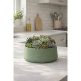 ESG PLUS Cookie 17 cm Dekoratif Beton Kaktüs Sukulent Aranjman ve Bonsai Saksı Yaprak Yeşili