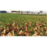 Esin Tohum Gezen Tavuk Için Tavuk Yoncası Tohumu Tohum 1 kg - 1 Adet