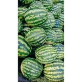 Eski Tip Yerli Yuvarlak Yeşil Karpuz Ata Tohumu 10 Adet