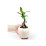 Eskitme Çizgi Desenli Saksıda Ficus Bonsai