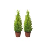 Eslem Tohumculuk Tohumculuk Ithal Bodur Limon Selvi Bonzai Ağacı Tohumu 5 Tohum Bonsai Tohumu