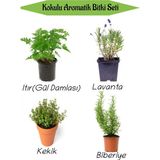 Esranın Dünyası Aromatik Kokulu Mutfak Seti Itır Çiçeği+Lavanta+Kekik+Biberiye Fidesi 4 Adet - 001-Renkli