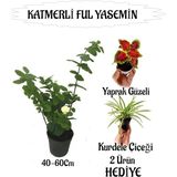 Esranın Dünyası Bitkim Sende Mis Kokulu Katmerli Ful Yasemin 40-60CM + Yaprak Güzeli Kurdele Çiçeği Hediyeli