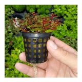 Esranın Dünyası Canlı Bitki Saksısı - Ludwigia Mini Super Red ile Doğal Güzellik