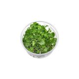 Esranın Dünyası Cardamine Lyrata In Vitro Canlı Bitki - Ahşap - Bej - Siyah