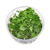 Esranın Dünyası Cardamine Lyrata In Vitro Canlı Bitki