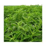 Esranın Dünyası Catnip Kedi Nanesi Tohumu (100 Tohum) - 0,2 kg