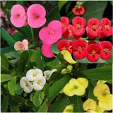 Esranın Dünyası Gardenbox 4 Adet Dikenler Tacı Çiçeği, Sarı, Kırmızı, Pembe, Beyaz, 5.5 cm Saksı