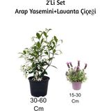 Esranın Dünyası Gardenbox Arap Yasemini + Lavanta Çiçeği 2'li Set Dış Mekan Bitkisi, Çok Renkli