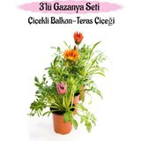 Esranın Dünyası Gardenbox Gazanya Çiçeği, 3 Adet Saksılı, 10-20 Cm, Pembe-Turuncu-Kırmızı, Balkon Çiçeği