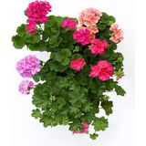 Esranın Dünyası Gardenbox Geranium Sakız Sardunya Çiçeği, 3 Adet, Karışık Renk, Saksılı Bodur Bitkiler