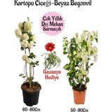 Esranın Dünyası Gardenbox Kartopu Çiçeği, Beyaz Begonvil, Kırmızı Gazanya Saksılı Bahçe Seti, Çok Renkli