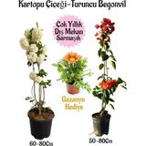 Esranın Dünyası Gardenbox Kartopu Çiçeği, Turuncu Begonvil, Sarı Gazanya Saksılı Bahçe Seti, Çok Renkli