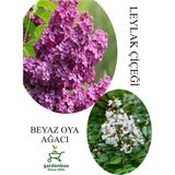 Esranın Dünyası Gardenbox Kokulu Leylak Çiçeği Fidanı Saksılı 30-60CM + Beyaz Oya Fidanı 30-60CM, Set