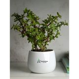 Esranın Dünyası Gardenbox Portulacaria Afra Yeşim Çiçeği Saksılı Iç Mekan Bitkisi, 15-25CM