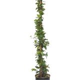Esranın Dünyası Gardenbox Saksıda Kokulu Arap Yasemini, 50-70 Cm, Çok Renkli