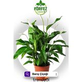 Esranın Dünyası Gardenbox Spatifilyum Barış Çiçeği Spathiphyllum Bellini, 10 cm Saksı, 25-30 cm Yükseklik, Beyaz Çiçekli