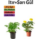 Esranın Dünyası Gardenbox Yoğun Kokulu Itır Çiçeği + Sarı Gül Fidanı Saksılı, 15-25 Cm, Dış Mekan Bitkileri, 2'li Set