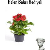 Esranın Dünyası Hediyelik Kırmızı Renk Kalanşo(Kalanchoe) Çiçeği Sevgililer Gününe Özel Helen Saksı Hediyeli, BTS001NA2021