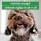 Esranın Dünyası Kurutulmuş Dana Kuyruk Çiğnemelik Köpek Ödülü, 100 gr