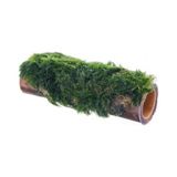 Esranın Dünyası Marimo Moss Bambu Canlı Bitki