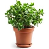 Esranın Dünyası Nura Botanik Crassula Ovata Para Çiçeği, 15-25 cm Saksılı, Yeşil