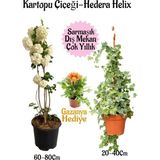 Esranın Dünyası Nura Botanik Kartopu Çiçeği, Hedera Helix, Gazanya Hediye Saksılı Bahçe Seti