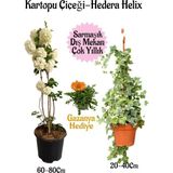 Esranın Dünyası Nura Botanik Kartopu Çiçeği, Hedera Helix, Turuncu Gazanya Saksılı Bahçe Seti, 3 Adet