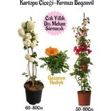 Esranın Dünyası Nura Botanik Kartopu Çiçeği, Kırmızı Begonvil, Turuncu Gazanya Hediyeli Saksılı Bahçe Seti