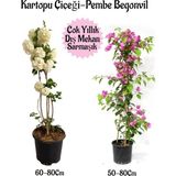 Esranın Dünyası Nura Botanik Kartopu Çiçeği, Pembe Begonvil, Pembe Gazanya Hediyeli Saksılı Bahçe Seti, 3 Adet
