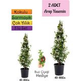 Esranın Dünyası Nura Botanik Kokulu Arap Yasemini Fidanı 2 Adet Saksılı, Buz Çiçeği Hediye, 3'lü Peyzaj Seti, 40-80 cm