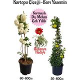 Esranın Dünyası Serada Decor & Plant Kartopu Çiçeği, Sarı Yasemin, Kırmızı Gazanya Saksılı Bahçe Seti, Çok Renkli