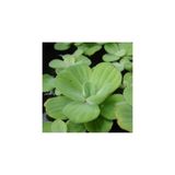 Esranın Dünyası Su Marulu Su Üstü Bitkisi Suyu Filtreler, Temizler Pistia 1 Adet 7-10 cm Akvaryum Bitkisi