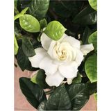 Esranın Dünyası Videolu Yoğun Kokulu Gardenya 1 Adet Saksılı 15-30CM Ev Ofis Salon Bitkisi (Gardenia Jasmionides)