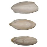 ESSTR Mürekkep Balığı Kemiği (Kalamar) 10 cm - 3 Adet