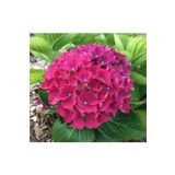 ESTEMES BOTANİK Canlı Ortanca Çiçeği Fidanı Koyu Pembe 10-20 Cm