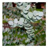 Eucalyptus Cinerea Silver Dollar Bodur Okaliptus Fidanı