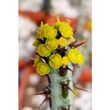 Euphorbia Aeruginosa özel tür küçük sarı çiçek veren sütleğen mavi gövdeli kaktüs