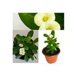 Euphorbia Beyaz Dikenler Tacı