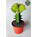 Euphorbia Cristata Variegata Koleksiyon Kaktüs Canlı Bitki