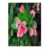 Euphorbia Dikenler Tacı Pembe Renk Ithal Kaktüs Ev Ofis İç Mekan Bitkisi 12 Cm, SRD1159
