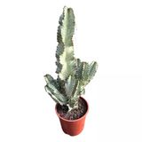 Euphorbia Erythraeae 'Variegata'